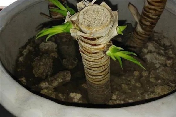龙须树与龙血树有什么区别，株高达到1米以上的龙血树被叫做龙须树