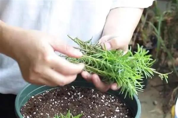 太阳花掐头爆盆方法，摘心并剪除过密枝、徒长枝等不良枝条