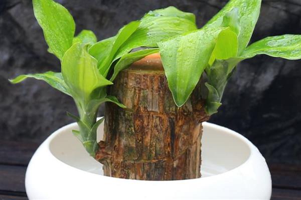 水培巴西木用哪些肥料，可以使用营养液、颗粒肥等