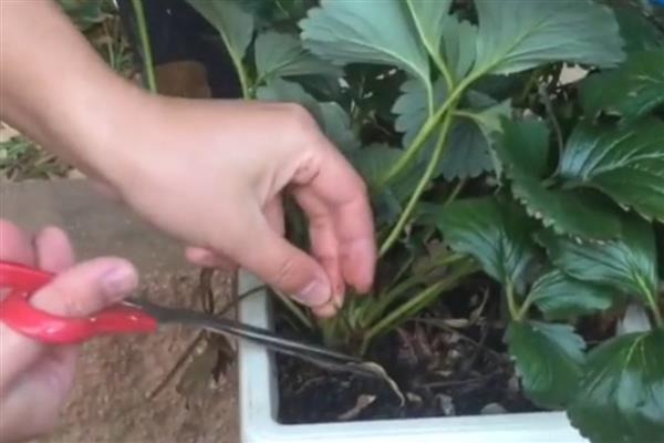 草莓的种植时间，春秋季节栽培最合适