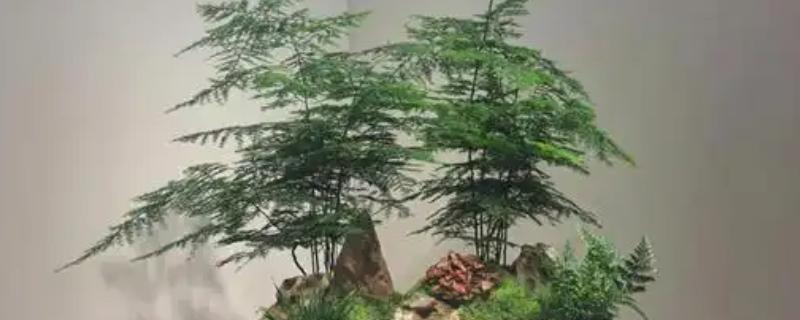 怎么养殖文竹，春秋季节每隔3-5天浇一次水
