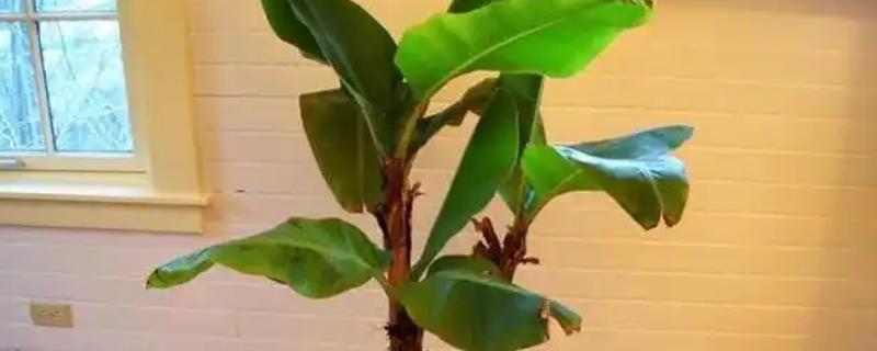 盆栽香蕉树几年可以结果，1年就能结果