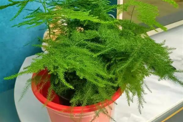 怎么养殖文竹，春秋季节每隔3-5天浇一次水