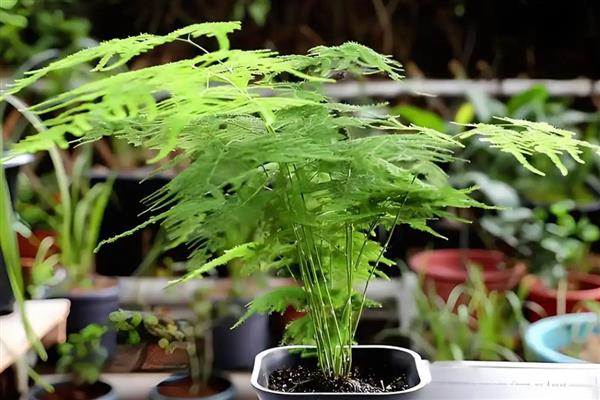 怎么养殖文竹，春秋季节每隔3-5天浇一次水