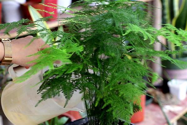 怎么养殖文竹，春秋季节每隔3-5天浇一次水