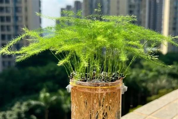 怎么养殖文竹，春秋季节每隔3-5天浇一次水