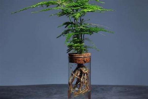 怎么养殖文竹，春秋季节每隔3-5天浇一次水