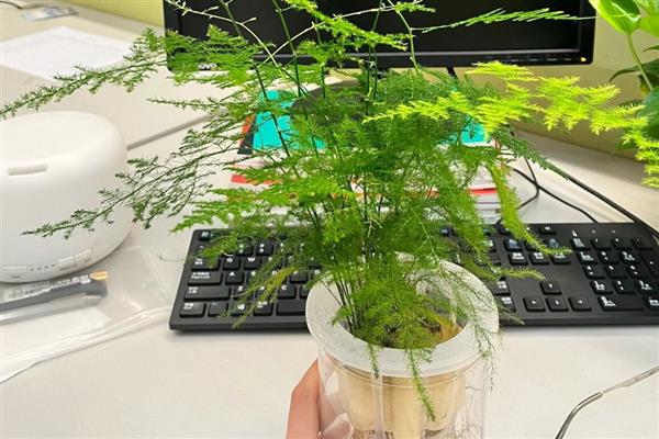 怎么养殖文竹，春秋季节每隔3-5天浇一次水