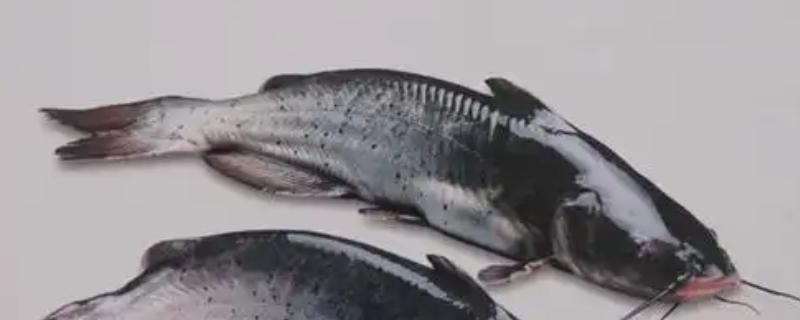 鮰鱼的读音，读作huí yú