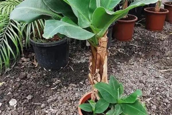 盆栽香蕉树几年可以结果，1年就能结果
