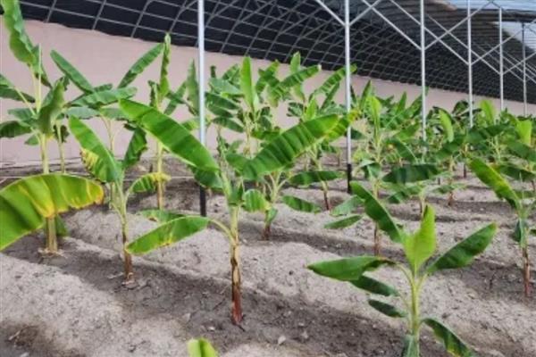 盆栽香蕉树几年可以结果，1年就能结果