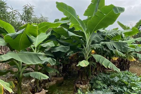 盆栽香蕉树几年可以结果，1年就能结果