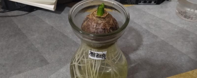 风信子怎样快速生根，种球需要先在多菌灵溶液中消毒