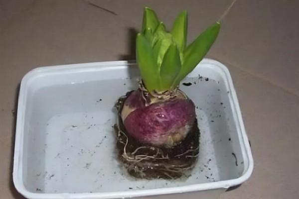 风信子怎样快速生根，种球需要先在多菌灵溶液中消毒