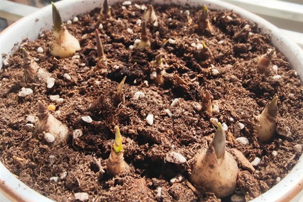 风信子怎样快速生根，种球需要先在多菌灵溶液中消毒