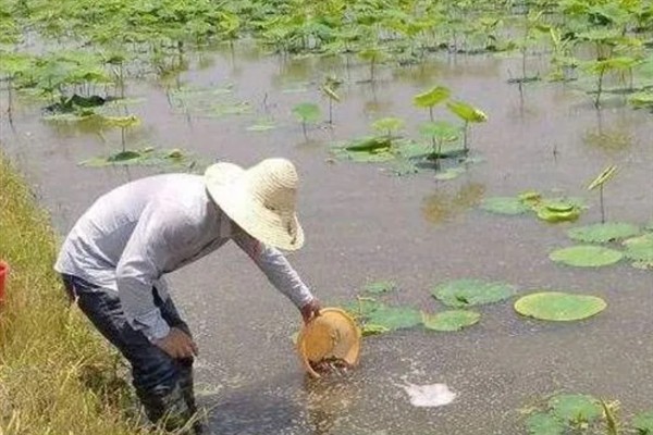 莲藕有什么生长特性，长出2片立叶时主茎才会开始分枝
