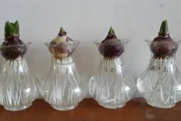 风信子怎样快速生根，种球需要先在多菌灵溶液中消毒