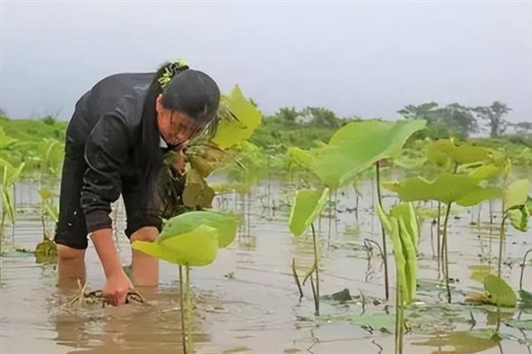 莲藕有什么生长特性，长出2片立叶时主茎才会开始分枝