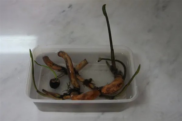 莲藕有什么生长特性，长出2片立叶时主茎才会开始分枝