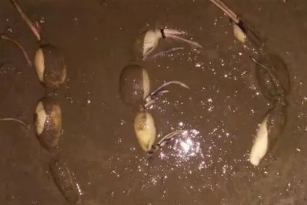 莲藕有什么生长特性，长出2片立叶时主茎才会开始分枝