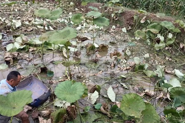 莲藕有什么生长特性，长出2片立叶时主茎才会开始分枝