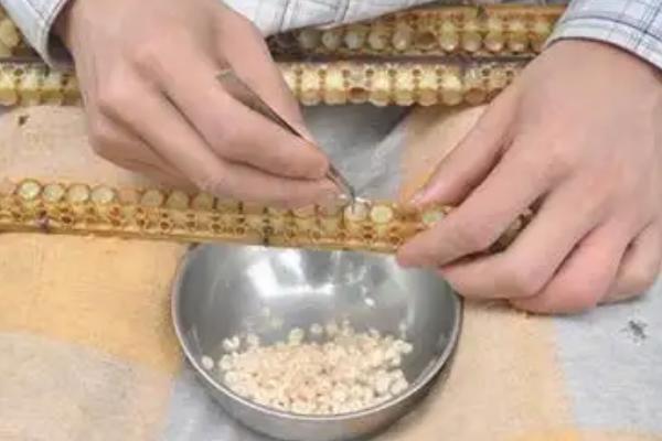 蜂王浆怎么生产，按照以下工序逐一进行