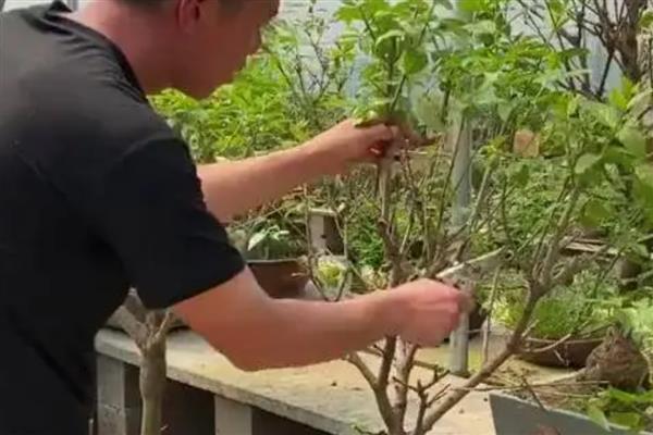 腊梅花的开放时间，在不同地区的开放时间有差异