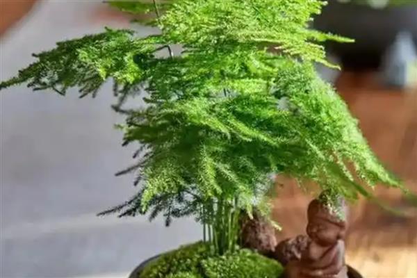 文竹的花语，寓意永恒、长久的婚姻爱情等