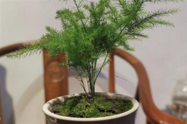 文竹的花语，寓意永恒、长久的婚姻爱情等