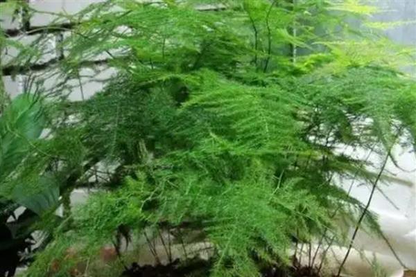 文竹的花语，寓意永恒、长久的婚姻爱情等