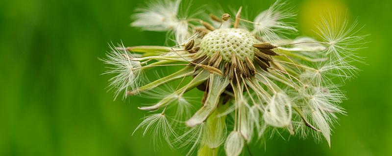 植物如何传播种子，分为自身传播、水传播、动物传播等方式