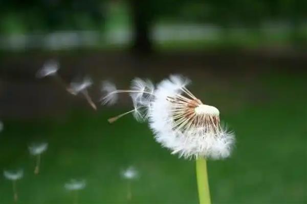 植物如何传播种子，分为自身传播、水传播、动物传播等方式