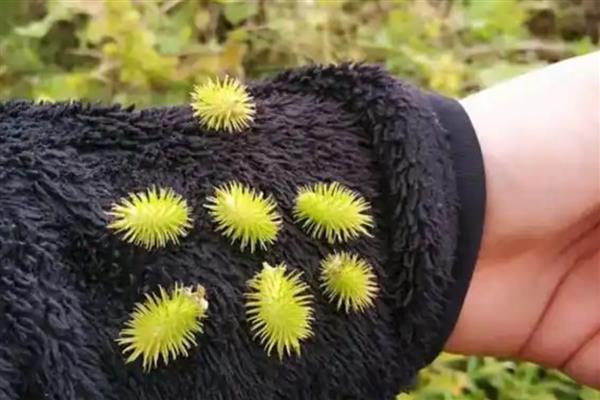 植物如何传播种子，分为自身传播、水传播、动物传播等方式
