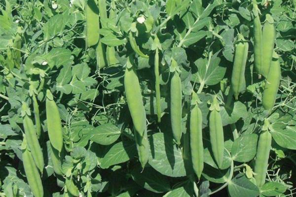 植物如何传播种子，分为自身传播、水传播、动物传播等方式