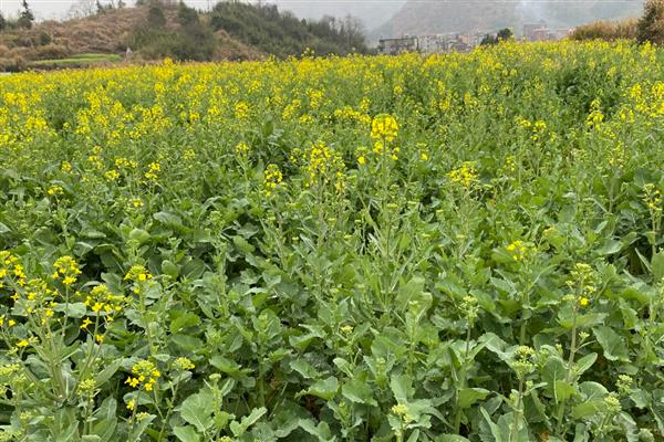 植物如何传播种子，分为自身传播、水传播、动物传播等方式