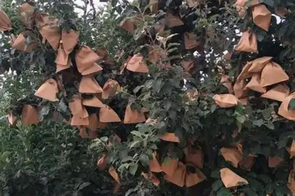 套袋苹果为什么发黄不上色，一般是氮肥施用过量、硼中毒等因素所致