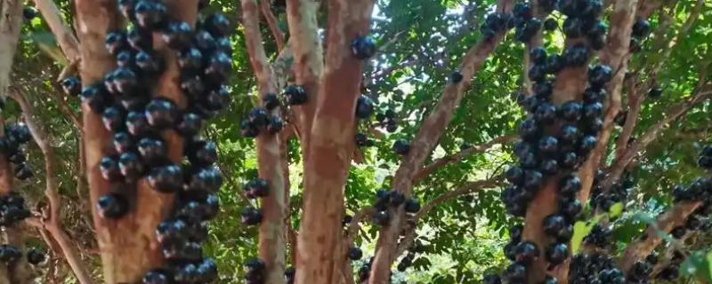 种植嘉宝果要注意什么，经常浇水让土壤保持湿润