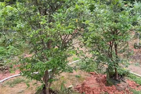 种植嘉宝果要注意什么，经常浇水让土壤保持湿润