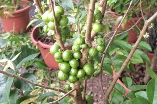 种植嘉宝果要注意什么，经常浇水让土壤保持湿润
