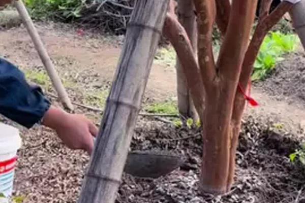 种植嘉宝果要注意什么，经常浇水让土壤保持湿润
