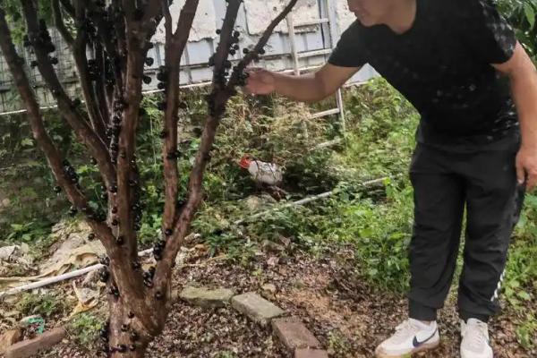 种植嘉宝果要注意什么，经常浇水让土壤保持湿润