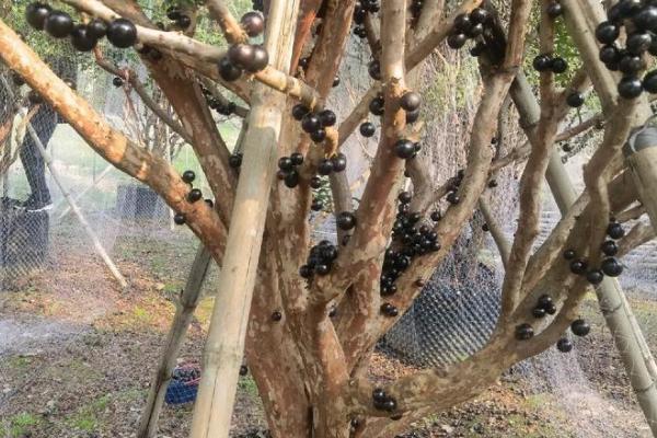 种植嘉宝果要注意什么，经常浇水让土壤保持湿润