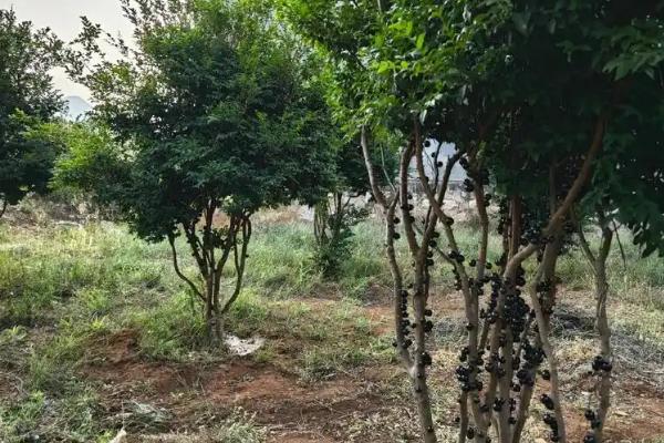 种植嘉宝果要注意什么，经常浇水让土壤保持湿润