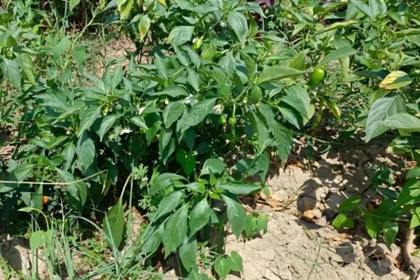 辣椒的生长温度，白天25至30℃为佳