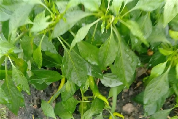 辣椒的生长温度，白天25至30℃为佳