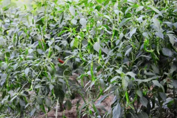辣椒的生长温度，白天25至30℃为佳