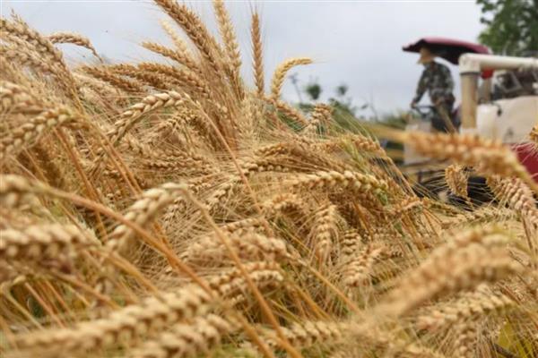 粮食价格低的原因，生产成本下降、粮食储备充足