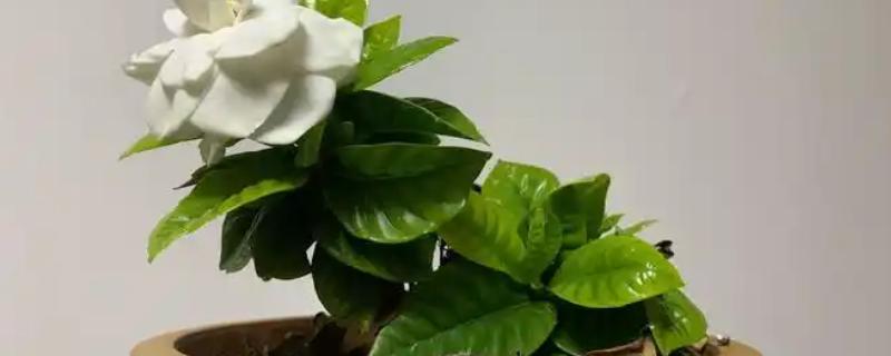 栀子花何时剪大枝，在每年的5-7月份进行