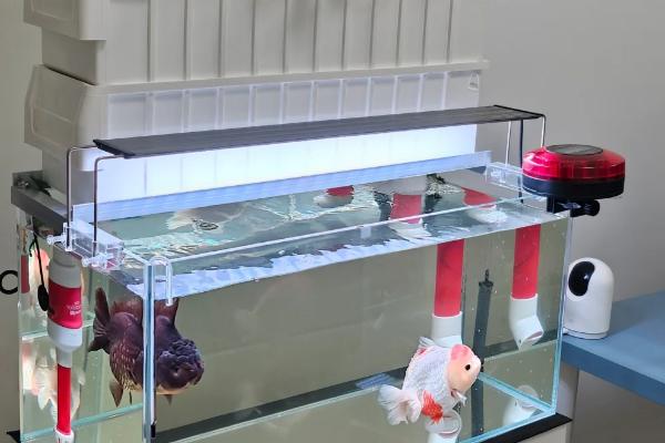 买鱼缸时的注意事项，要从材质、形状等方面去选购