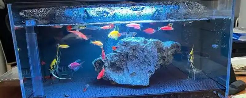 买鱼缸时的注意事项,要从材质、形状等方面去选购
